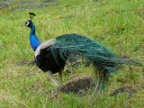 peacock.JPG (231 KB)